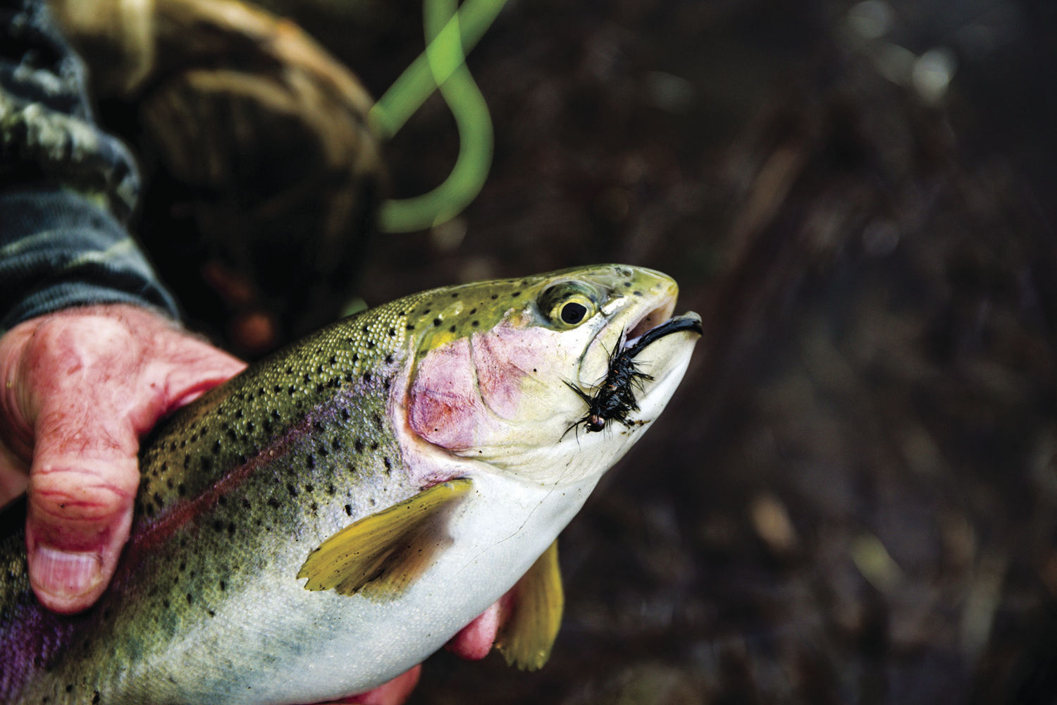 Rainbow trout